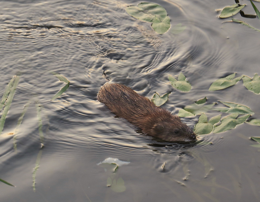 Muskrat, part two - My, Muskrat, Klyazma, River, Animals, Nature, Rodents, Schelkovo, Video, Longpost