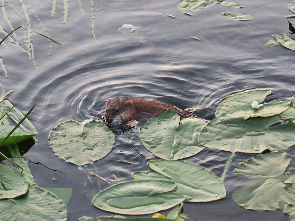 Muskrat, part two - My, Muskrat, Klyazma, River, Animals, Nature, Rodents, Schelkovo, Video, Longpost