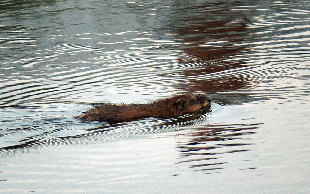 Muskrat, part two - My, Muskrat, Klyazma, River, Animals, Nature, Rodents, Schelkovo, Video, Longpost