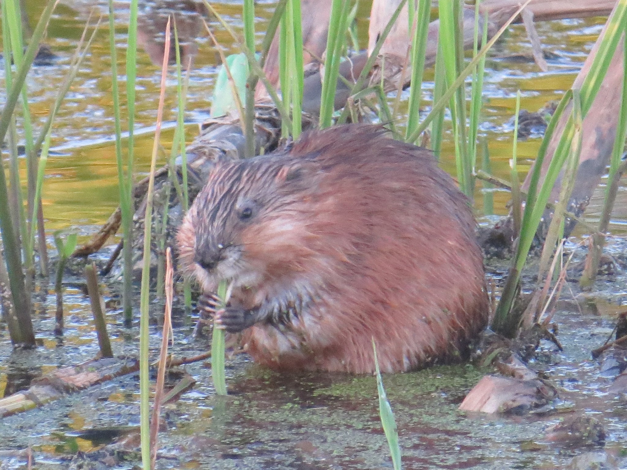 Muskrat, part two - My, Muskrat, Klyazma, River, Animals, Nature, Rodents, Schelkovo, Video, Longpost