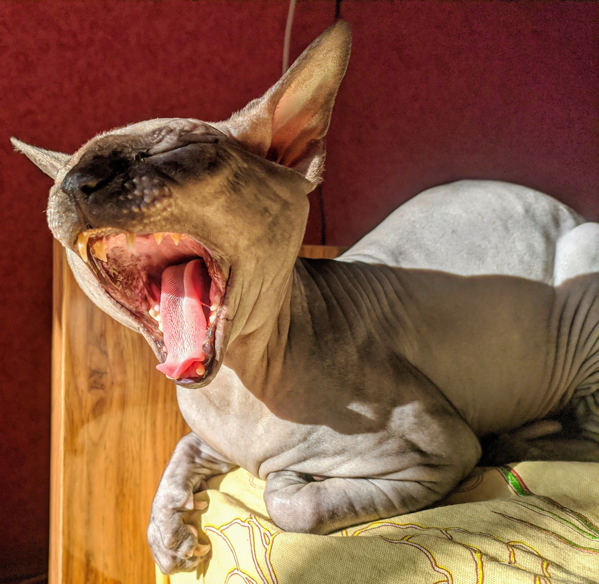 Yawning Sphinx - Sphinx, cat, Longpost