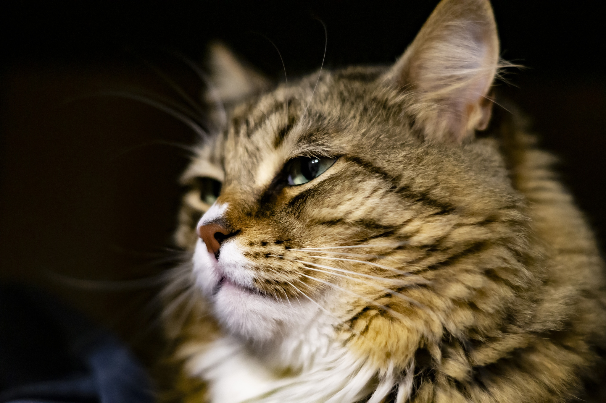 Just a cat. Without crisis, politics and coronavirus - My, cat, Sony alpha 58