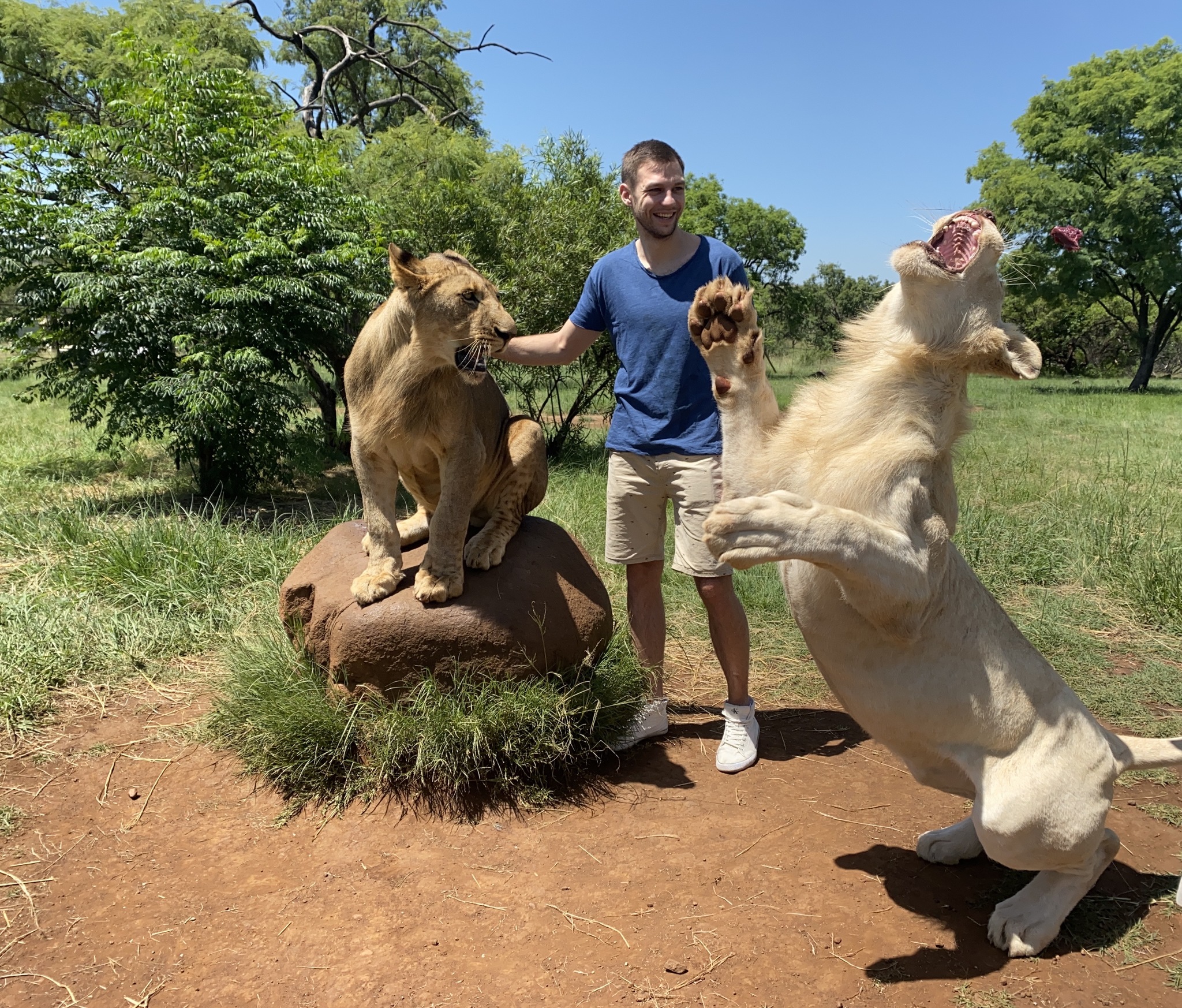 Children go for a walk in Africa - My, a lion, Travels, Tourism, South Africa, Safari, Safari Park, Africa, Longpost