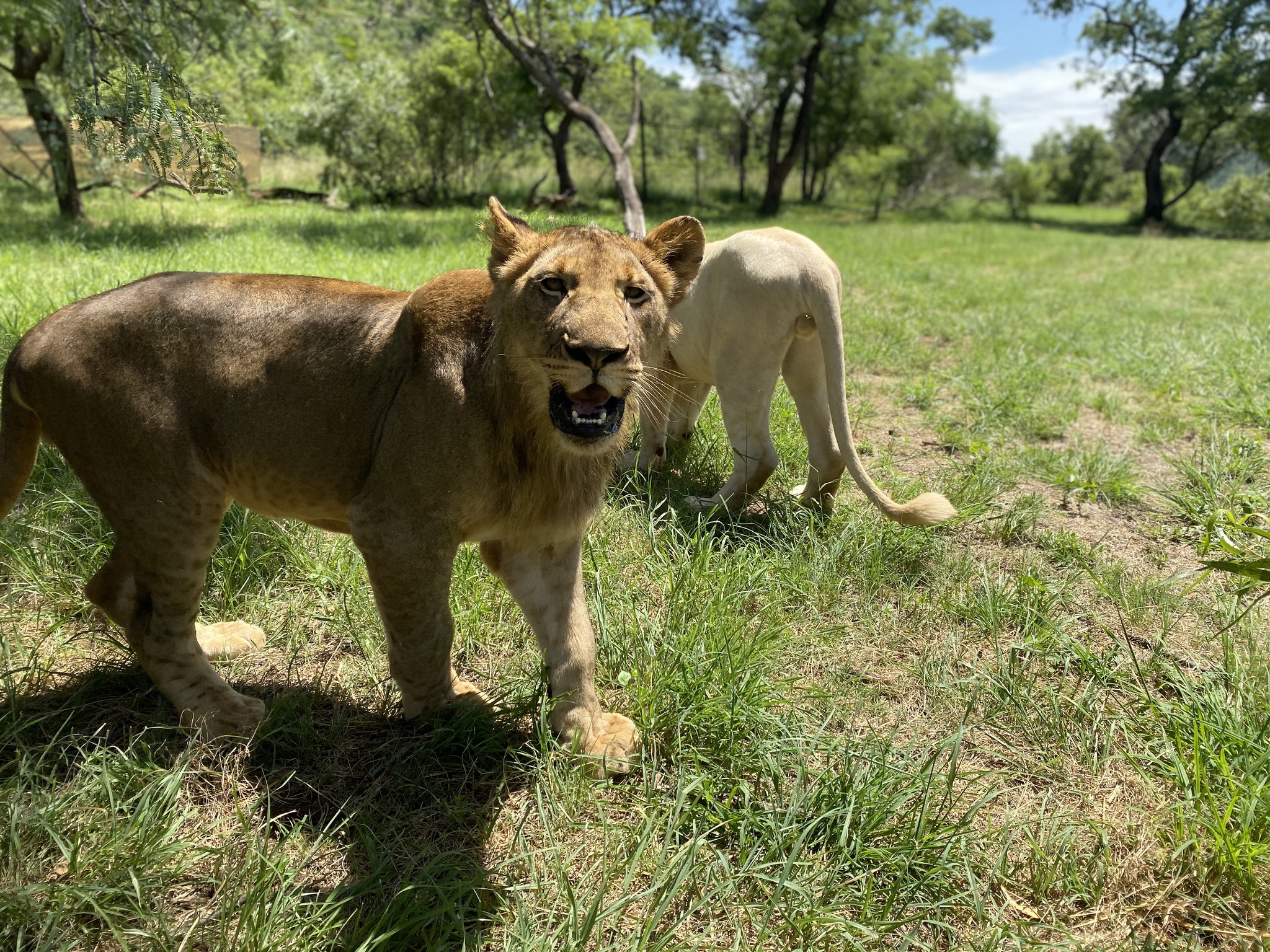 Children go for a walk in Africa - My, a lion, Travels, Tourism, South Africa, Safari, Safari Park, Africa, Longpost