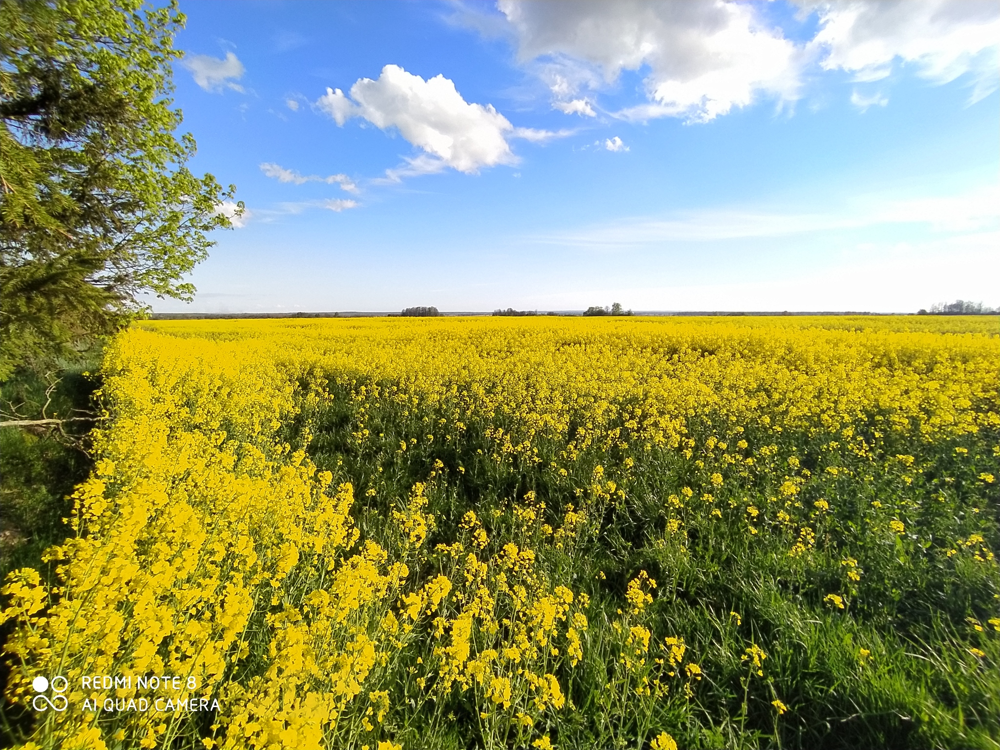 Somewhere outside of self-isolation... - My, Field, Kaliningrad region, Nature, Spring