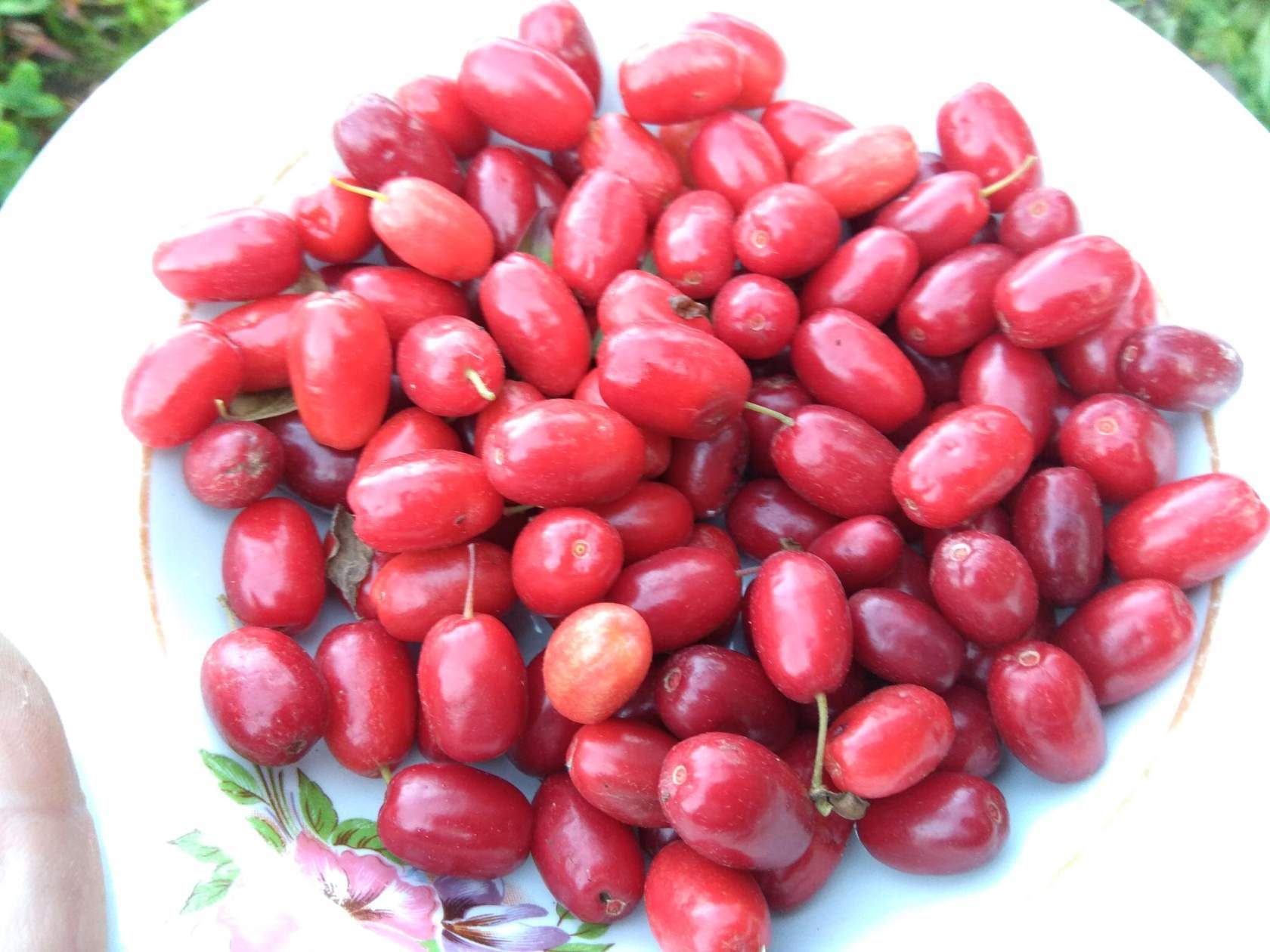 Work in the country - My, Garden, Gardener, Gardening, Novopolotsk, Cherry plum, Grape, Vineyard, Longpost