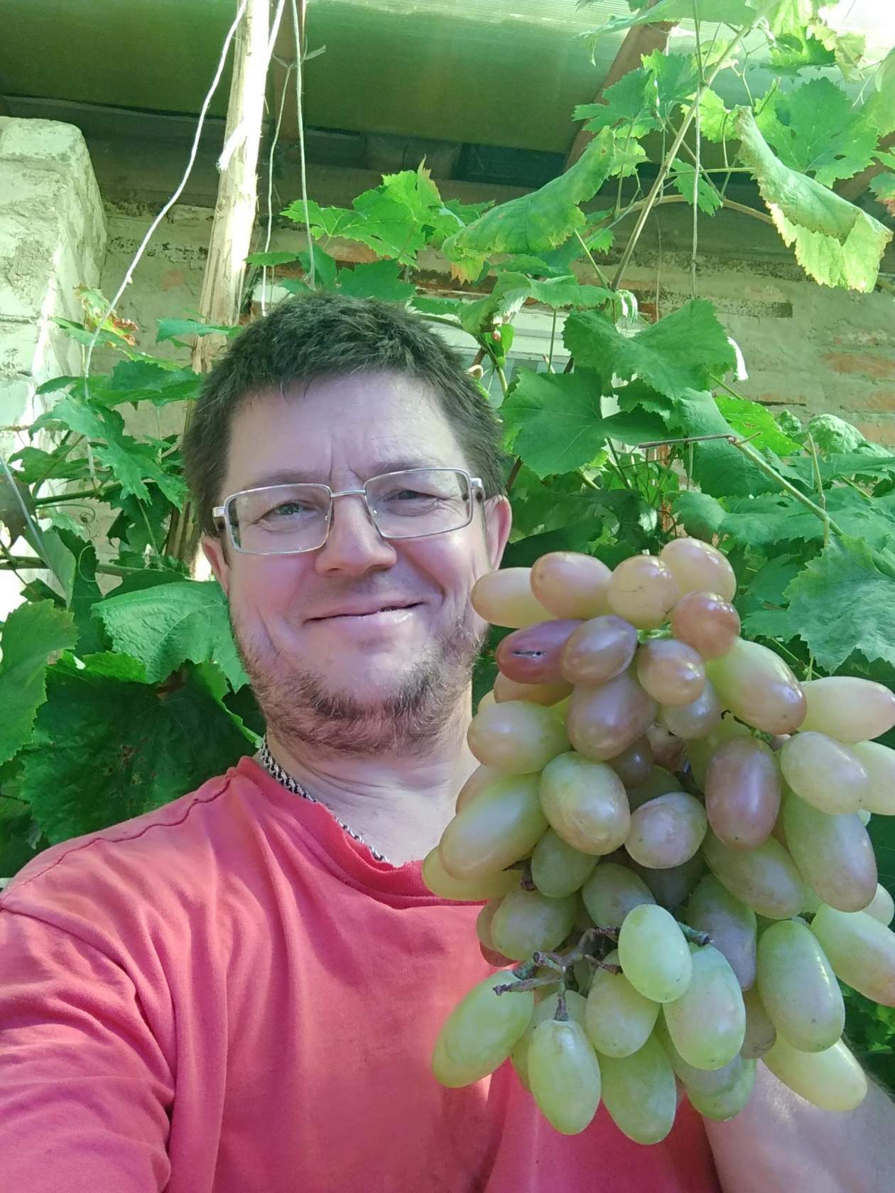 Work in the country - My, Garden, Gardener, Gardening, Novopolotsk, Cherry plum, Grape, Vineyard, Longpost