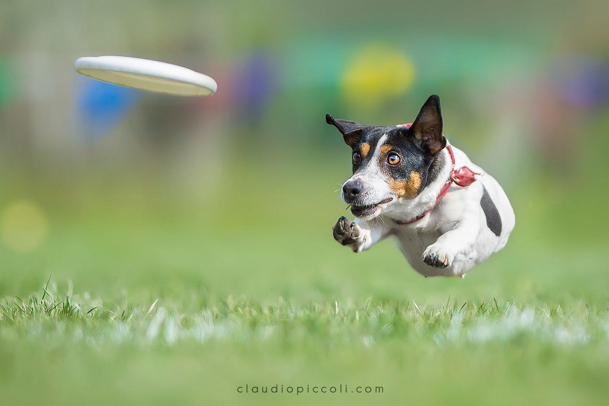 Stop, just a moment! You're wonderful... - Dog, Frisbee, Bounce, Activity, Milota, Longpost, The photo