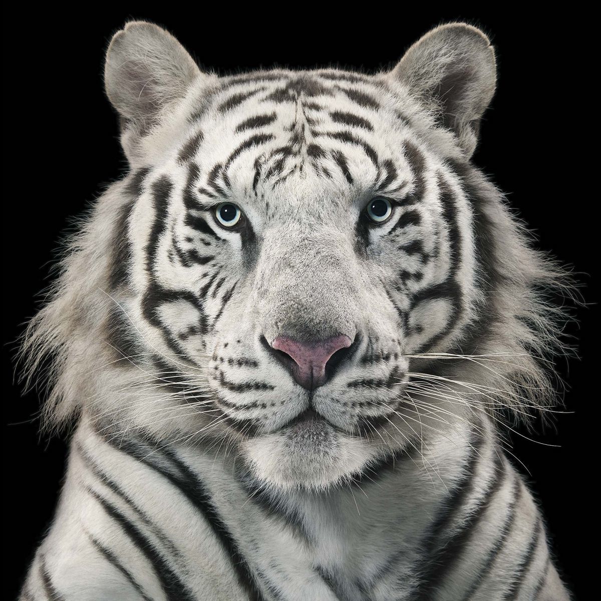 Big cat - Tim Flack, The photo, Big cats, Tiger, White tiger