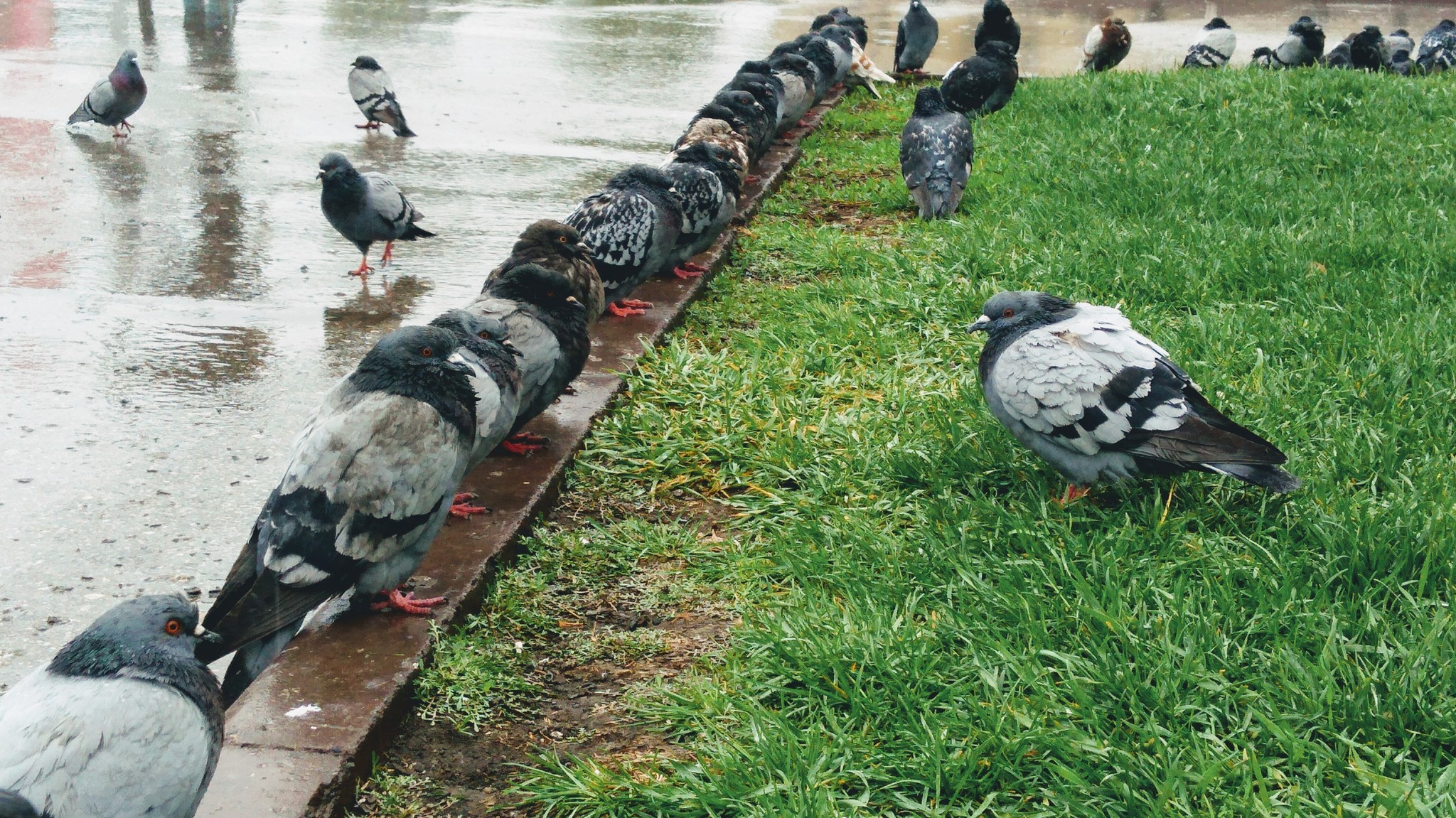 Take a photo of us, like we’re having a meeting! - My, Birds, Meeting