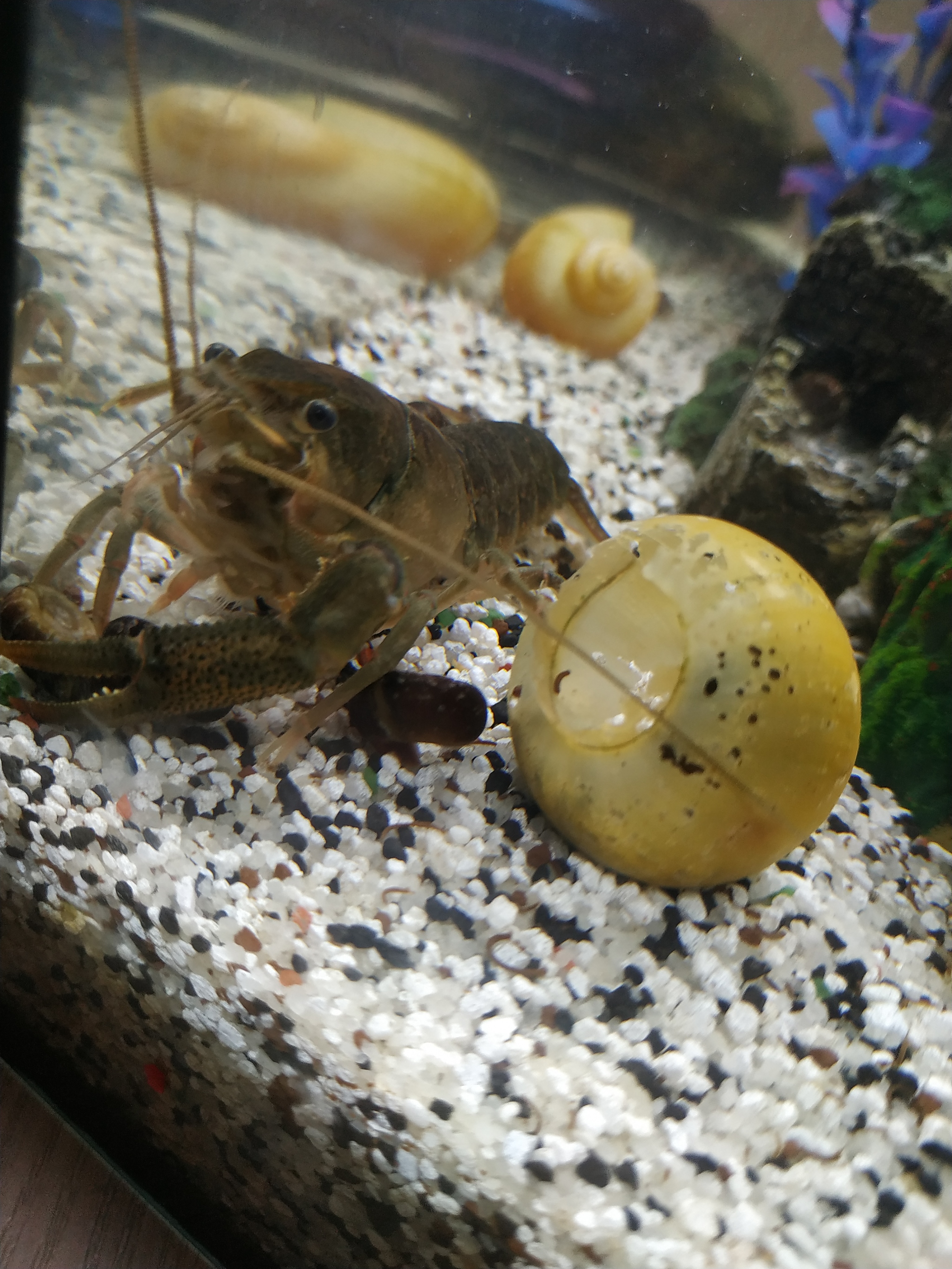 Cuban crayfish - My, Aquarium, Aquarium crayfish