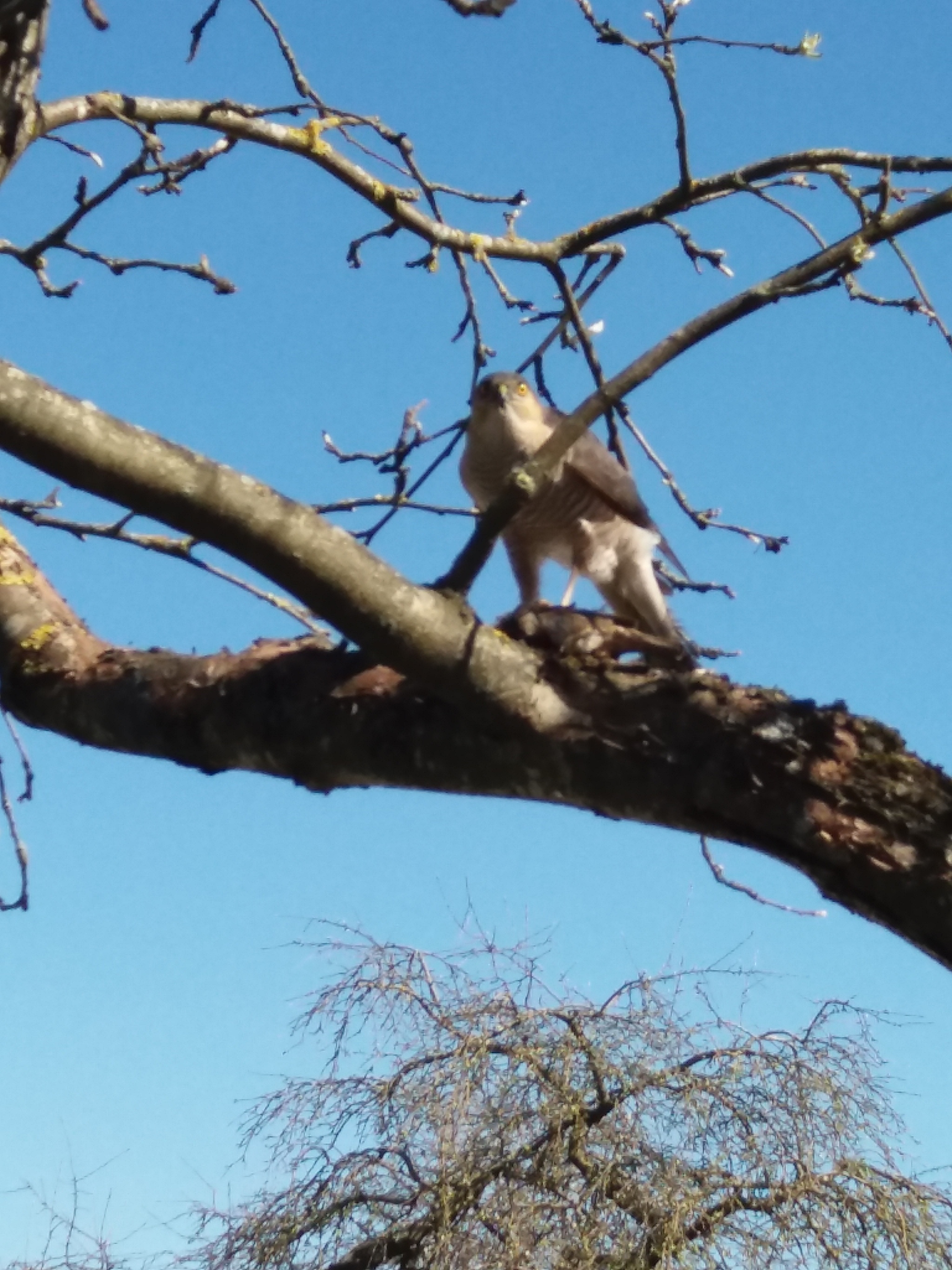 Help me identify the bird - My, Ornithology, Birds, Longpost