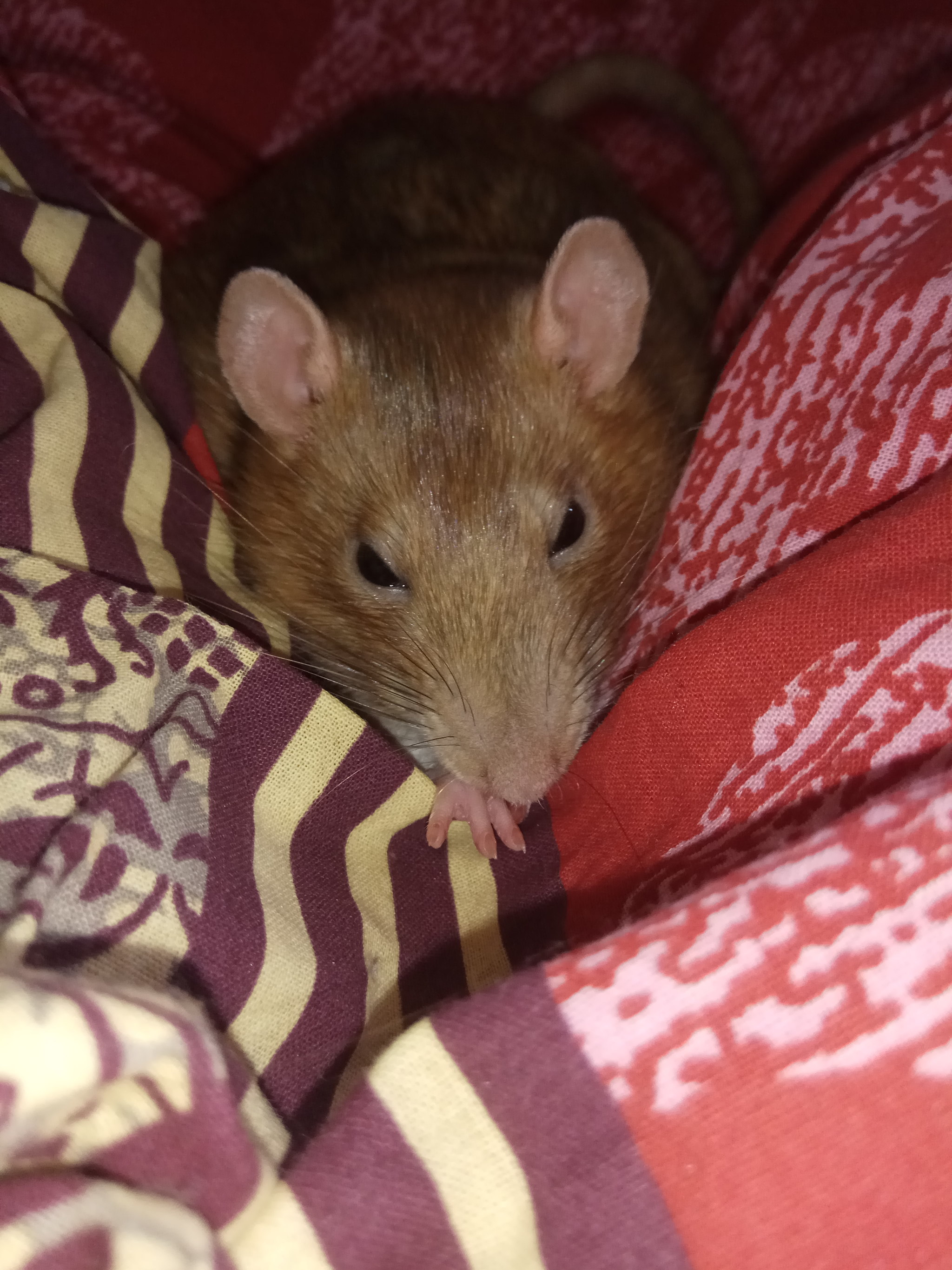 Sonya - My, Rat, Decorative rats, Memories, Longpost, Video