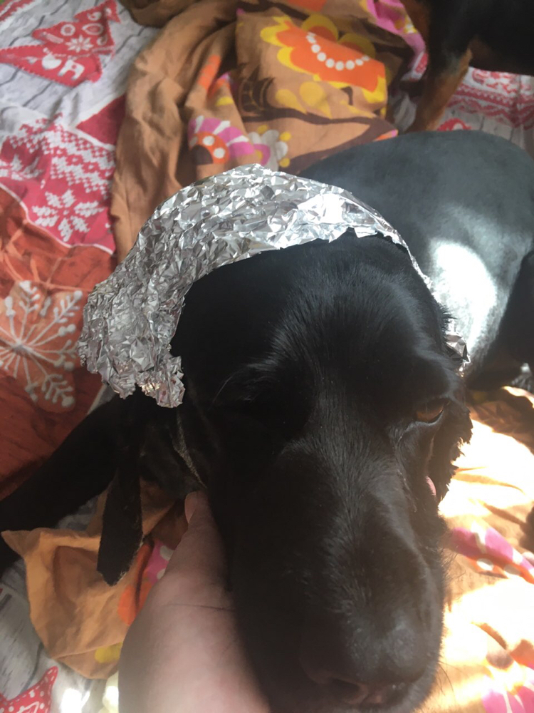 Protection from reptilians - My, Humor, Reptilians, Dog, Foil hat, Pets, Longpost