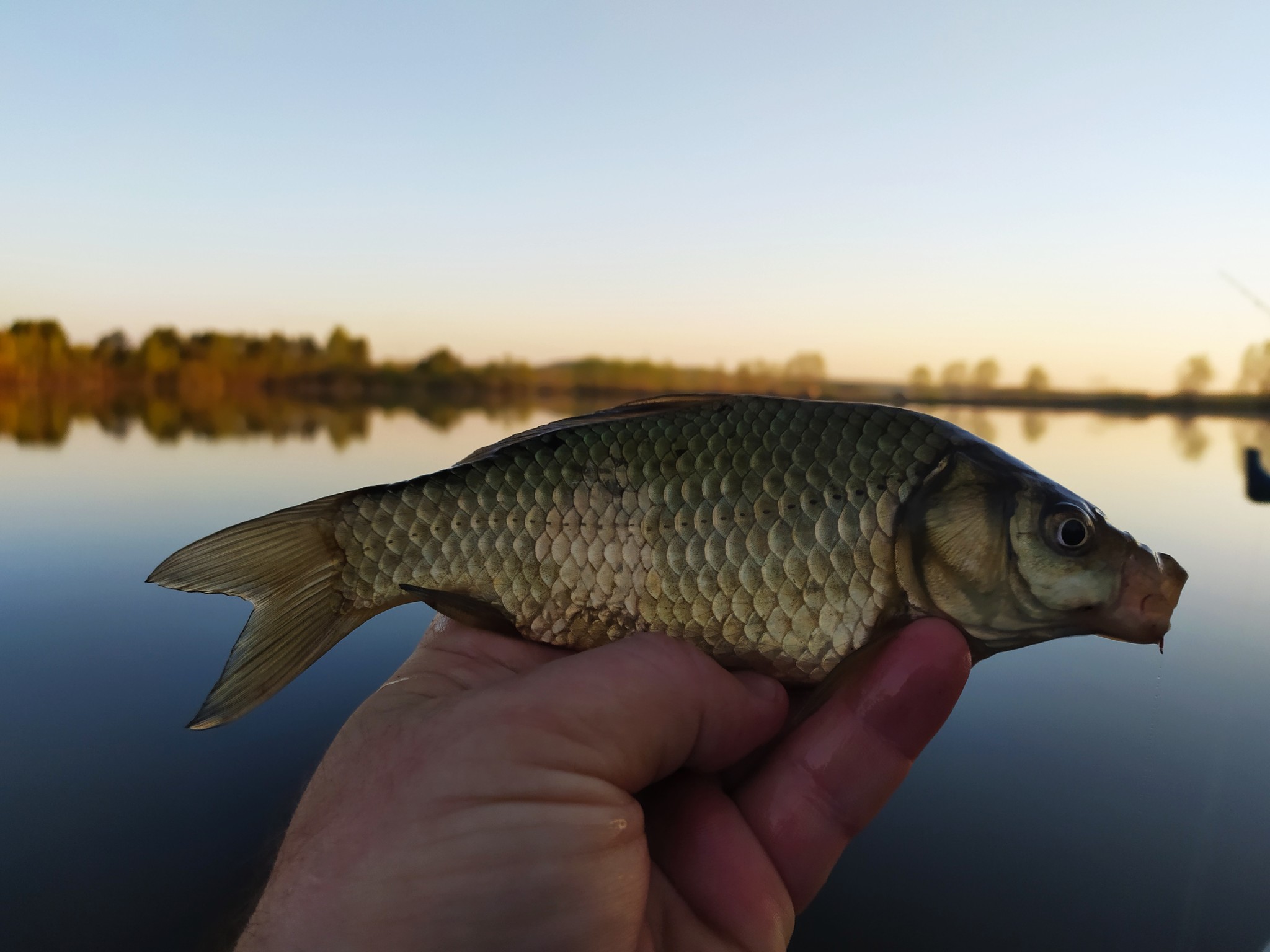 Successful fishing for crucian carp - My, Fishing, Carp, Swans, dawn, Lake, Video, Longpost