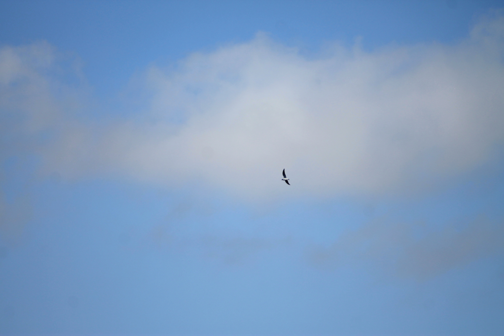 Aircraft parade on May 9 over St. Petersburg - My, May 9 - Victory Day, Aviation, Parade, Longpost