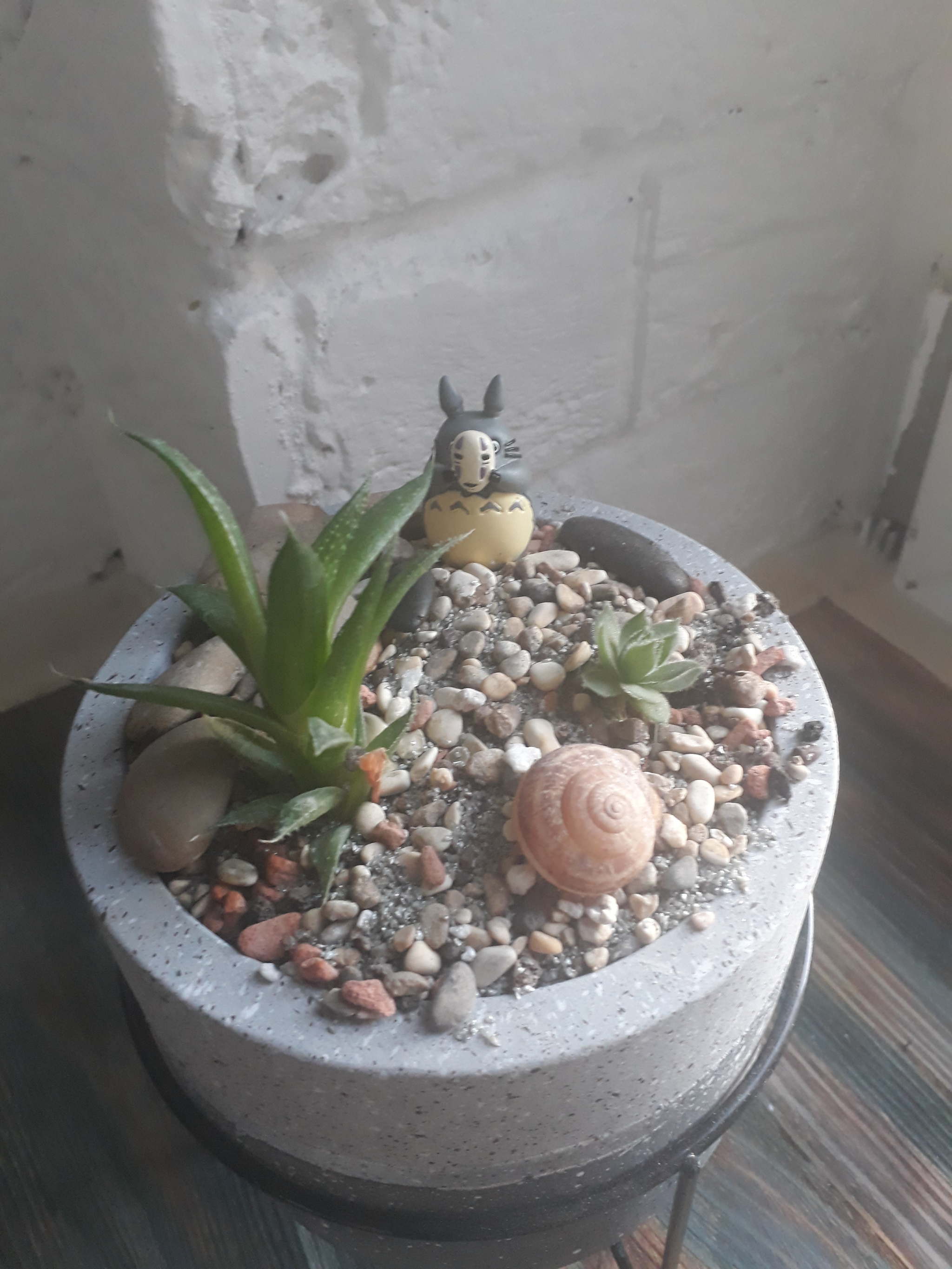 Succulents - My, Succulents, Totoro, Hobby, Houseplants, Longpost