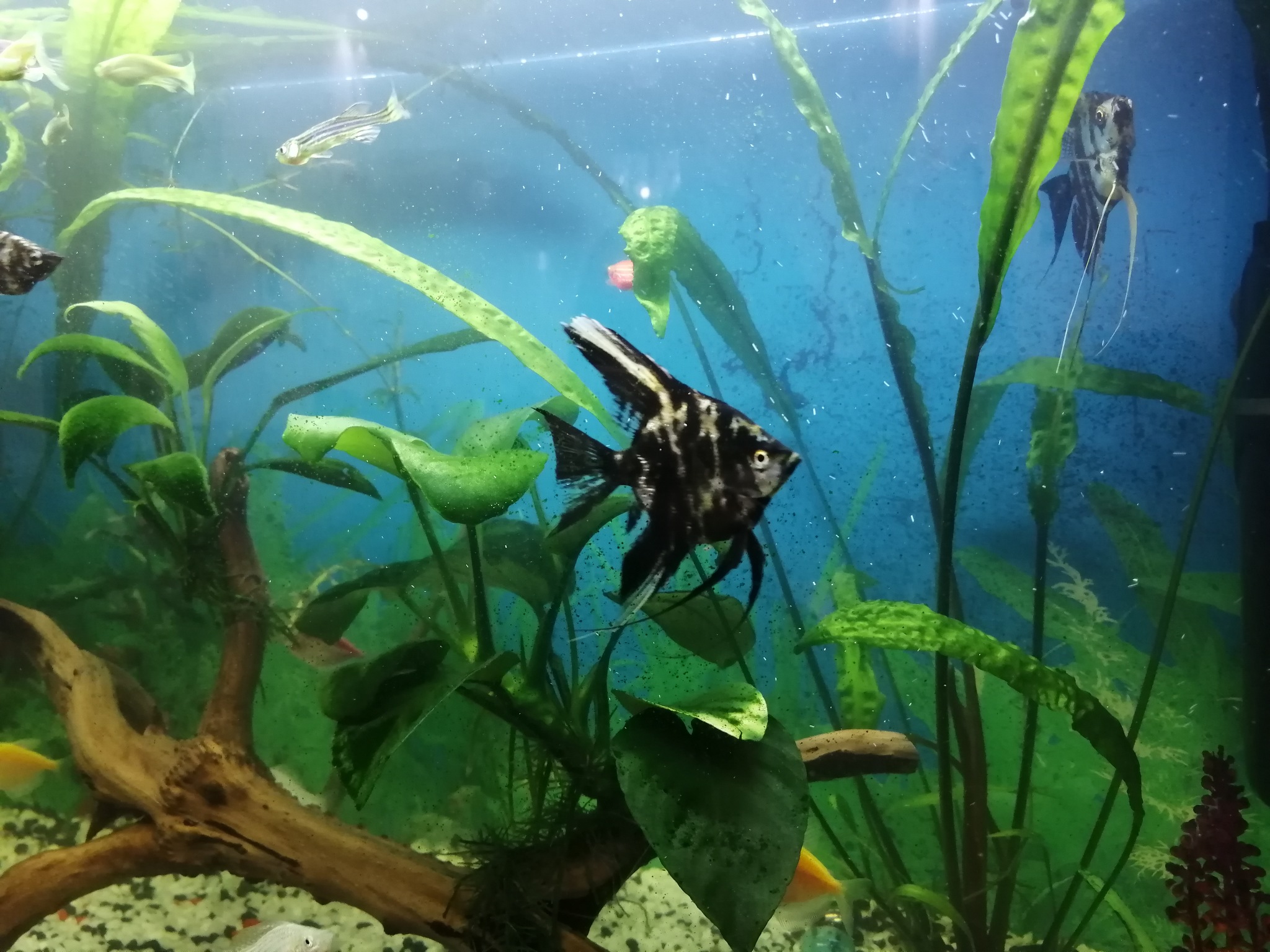 My aquarium is 1 year old today - My, Aquarium, no fish, Longpost