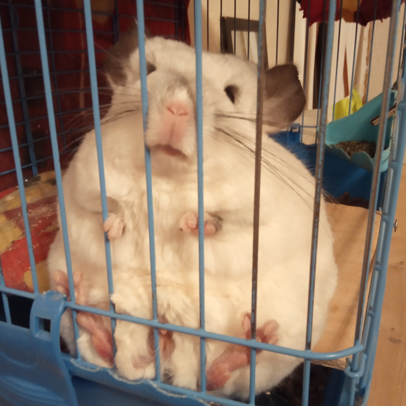 Is your shuhan sitting like this? - My, Chinchilla, Milota