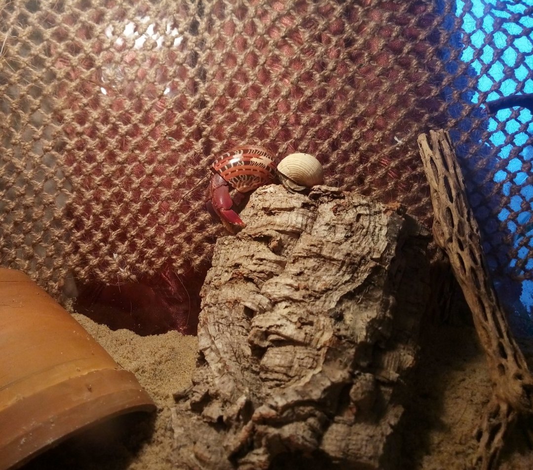 Hermit crabs - My, Exotic animals, Cancer hermit, Arthropods, Seashells, Terrariumistics, Longpost