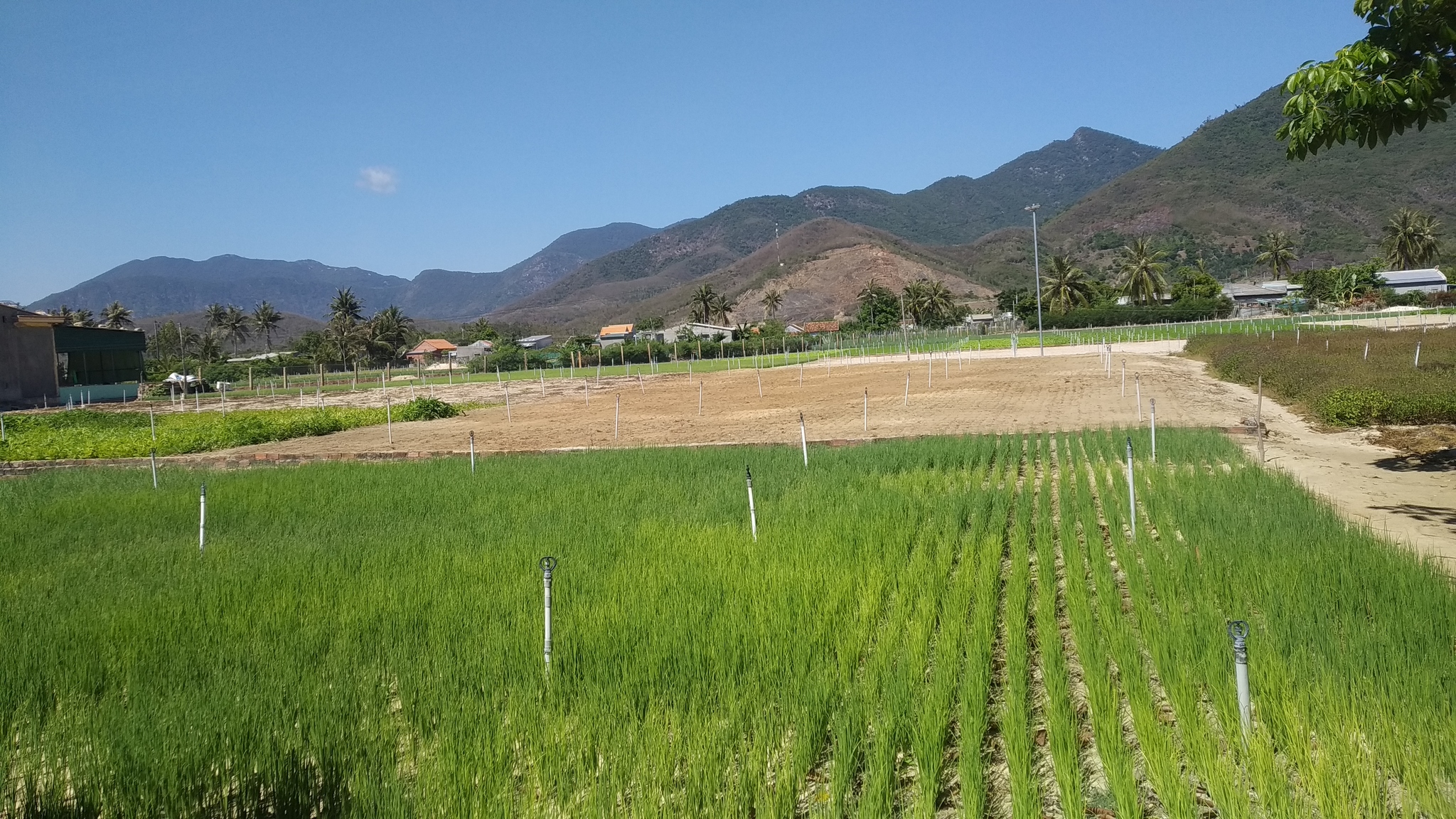 I got out to the village, after all there are months of quarantine, I need to rest) - My, Vietnam, Palm trees, Camping, Longpost