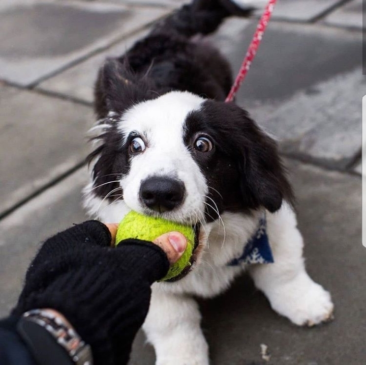 His name is Bao-bao and he is sure that everyone wants to be friends with him - Dog, Corgi, friendship, Longpost