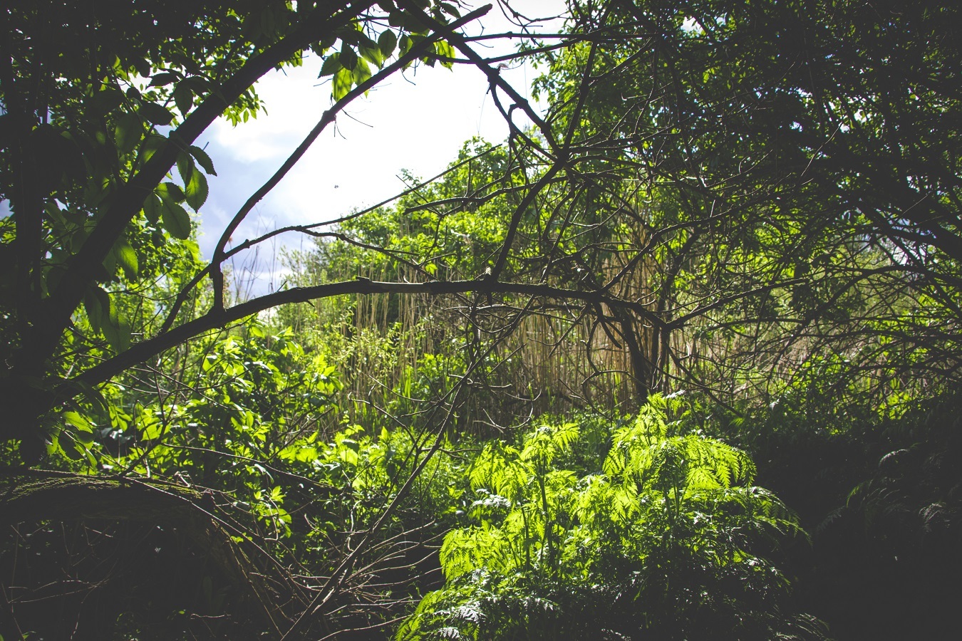 Natural arch by the river (view from outside and inside) - My, The photo, Nature, River, Arch, Voronezh