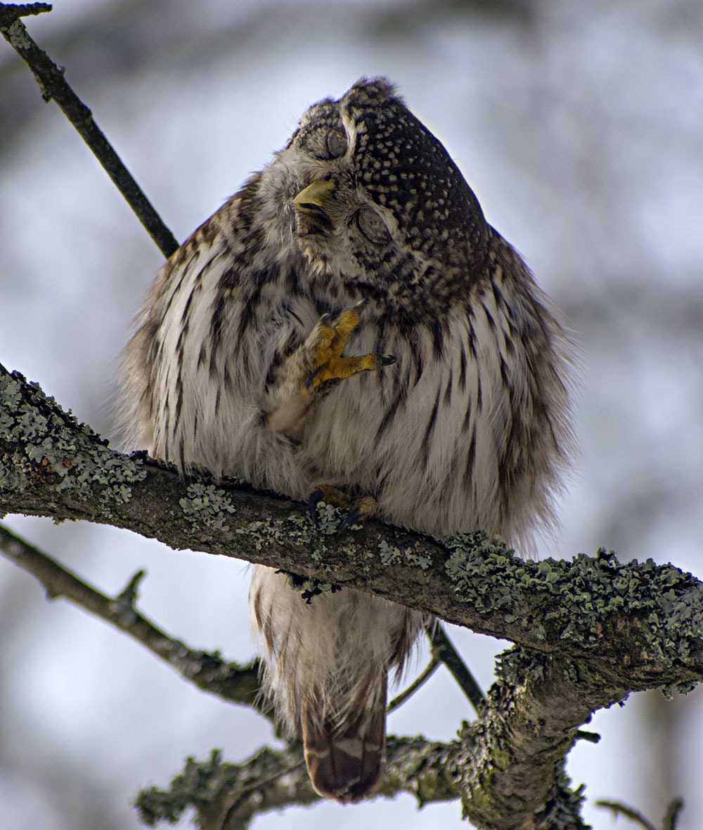 Great Sparrow Owl - My, Ornithology, Schelkovo, Nature, Owl, Predator, Photo hunting, Birds, Video, Longpost, Sparrow owl