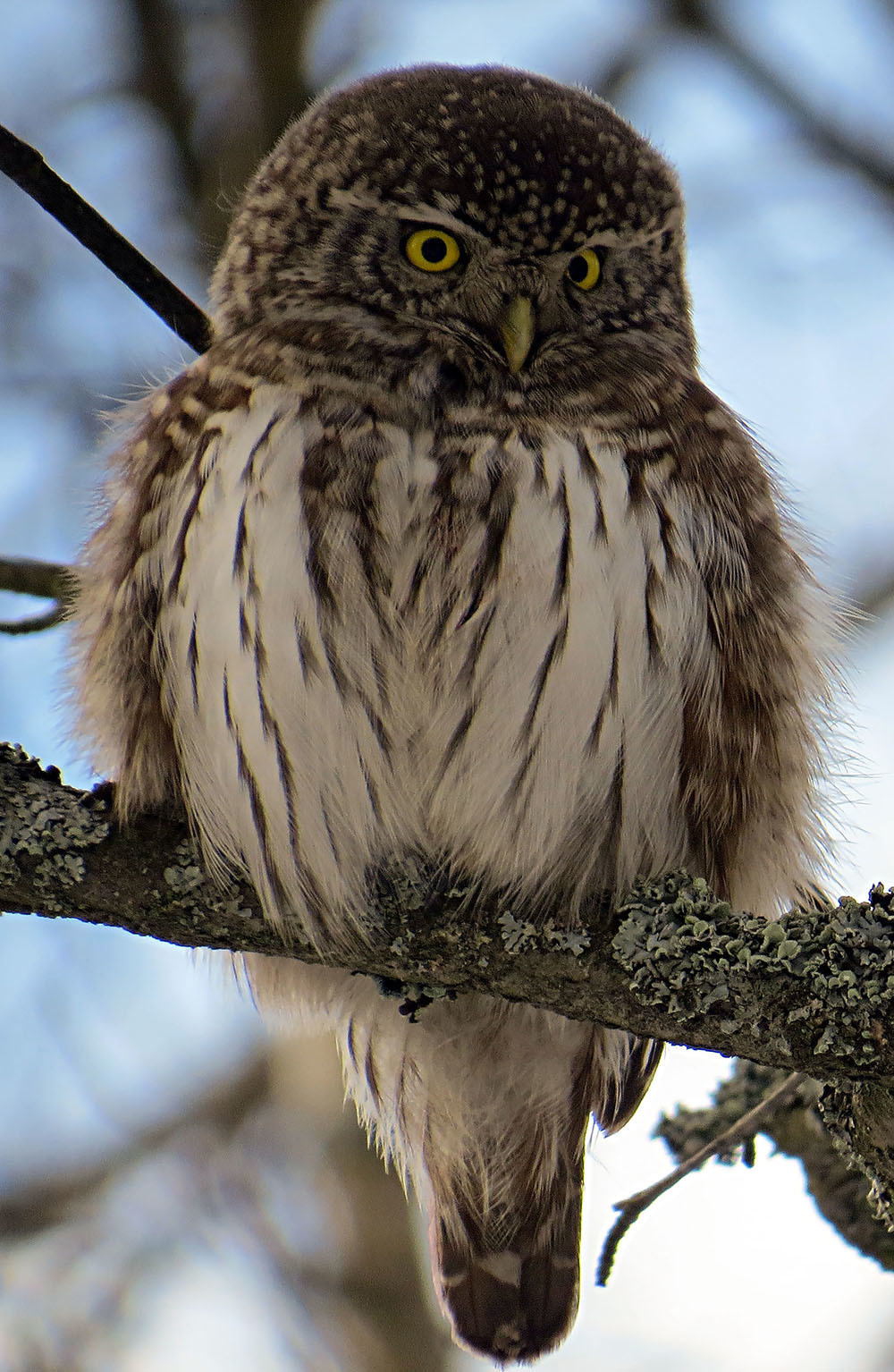 Great Sparrow Owl - My, Ornithology, Schelkovo, Nature, Owl, Predator, Photo hunting, Birds, Video, Longpost, Sparrow owl