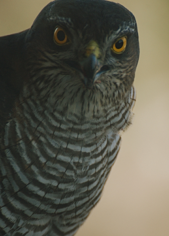 Where does this bird come from in Moscow? - My, Hawk, What kind of bird?, Town, Ornithology League, Longpost