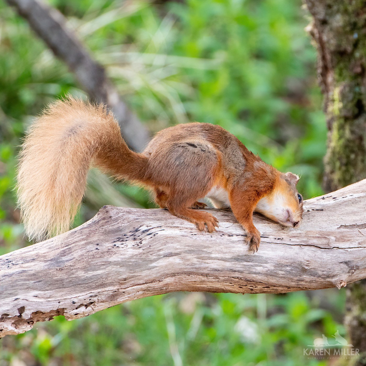 It seems the Woodpecker is still alive) - Squirrel, Tree, Animals, The photo