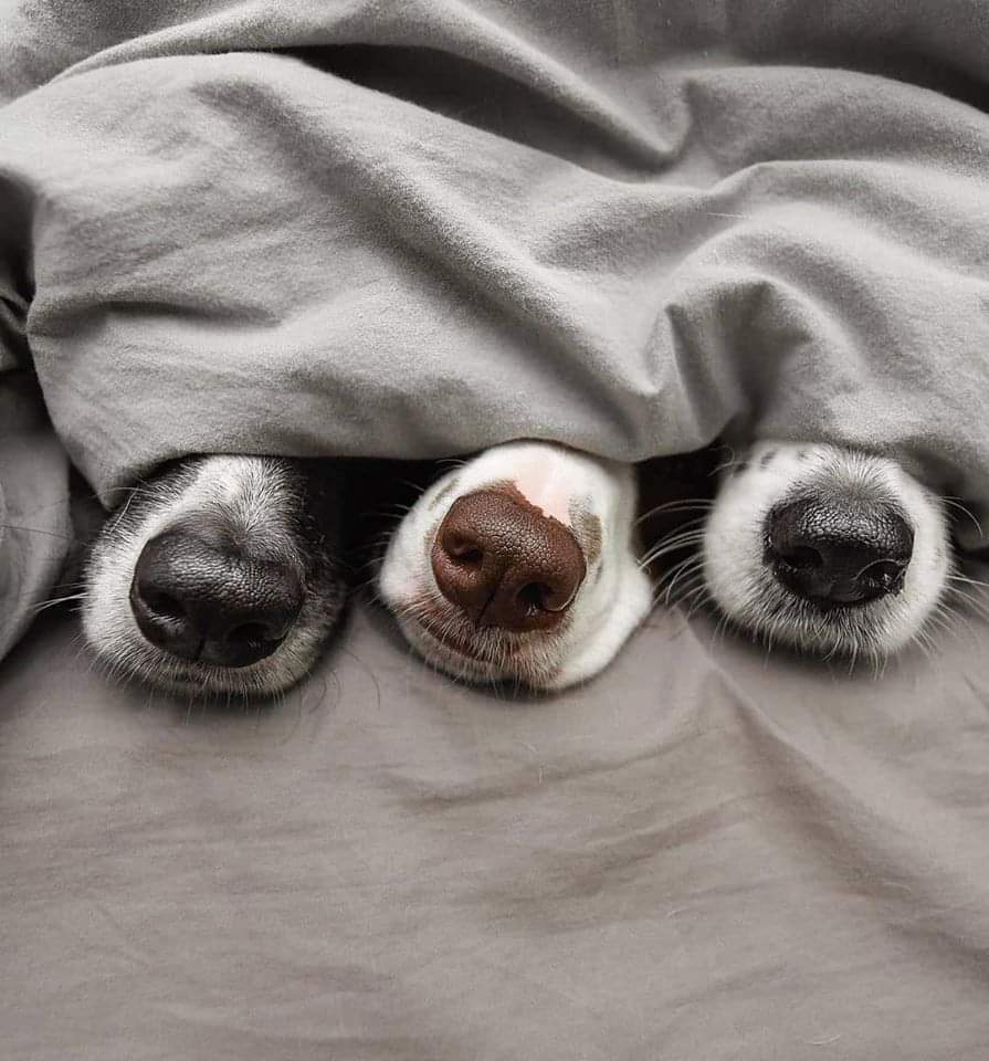 Snub noses - Dog, Nose, Under the blanket