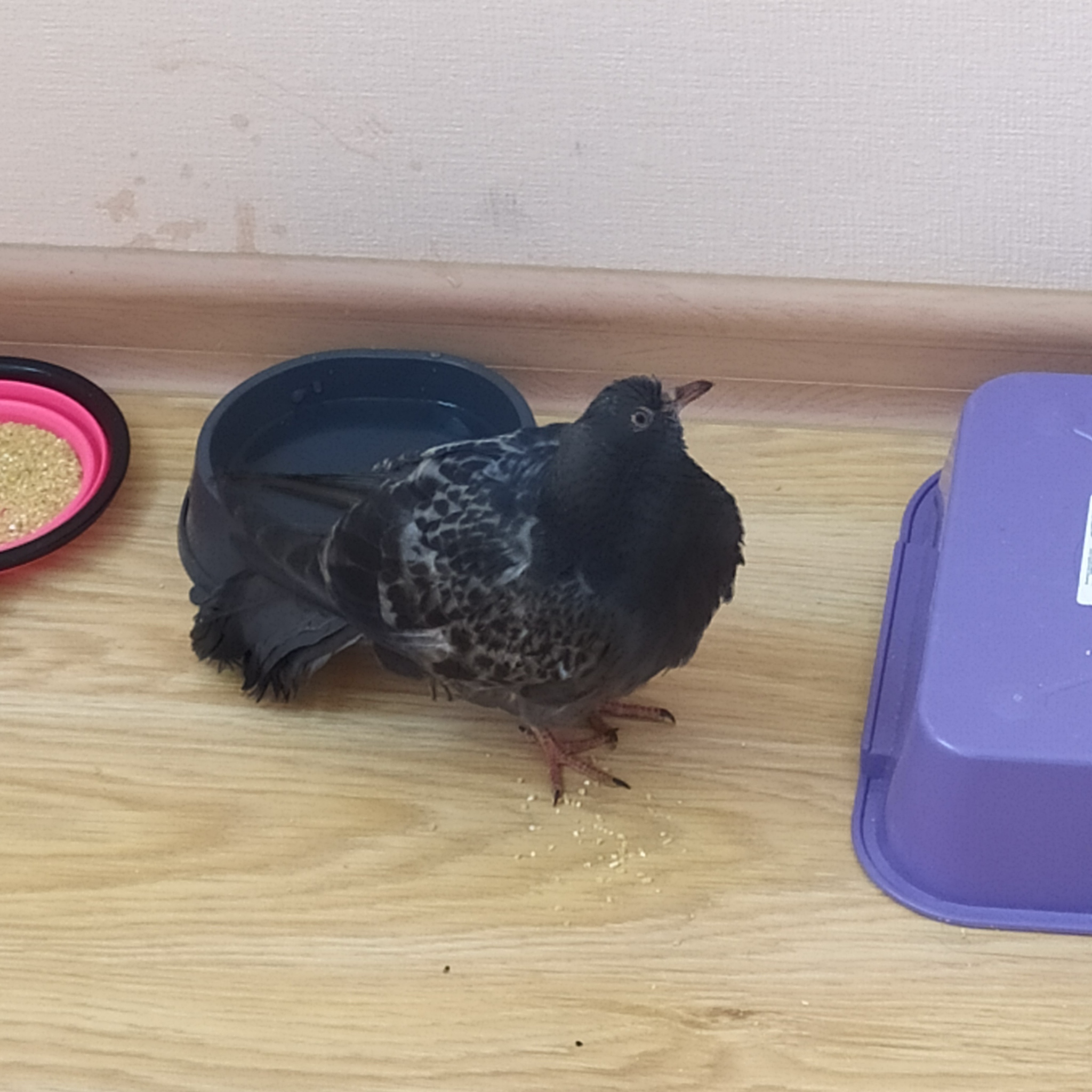 Sudden fledgling of a pigeon from the ventilation oo - My, Suddenly, Need advice, Longpost, Pigeon