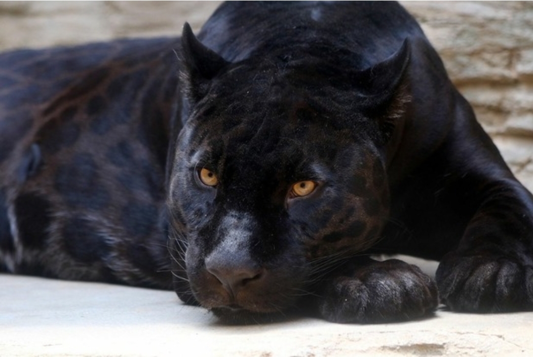 Who is Black Panther? - Black Panther, Melanism, Animals, Longpost, Big cats