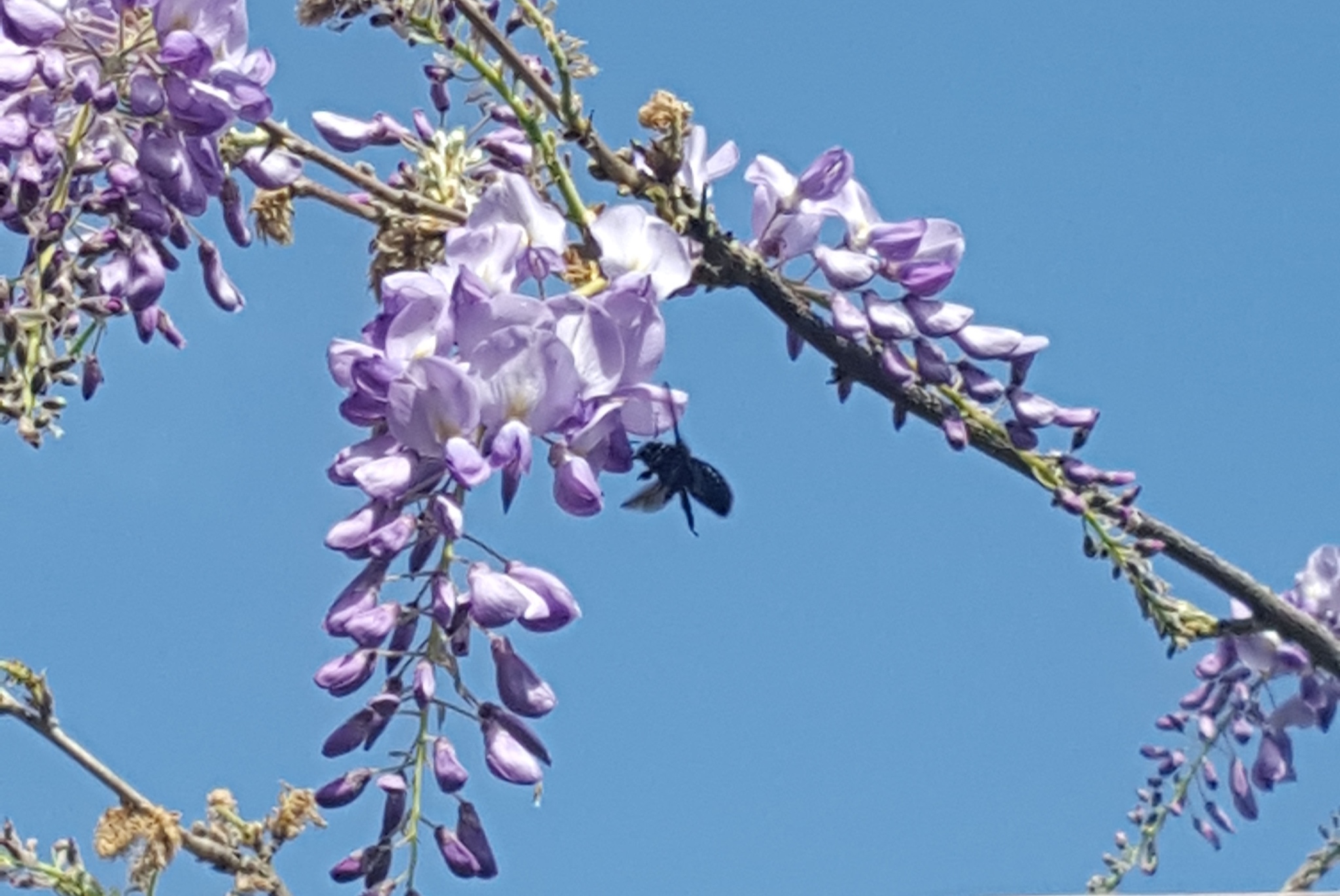 Funny carpenter bee insect - My, Nature, Animals, Interesting, Bees, Dacha, Flowers, Text, Longpost