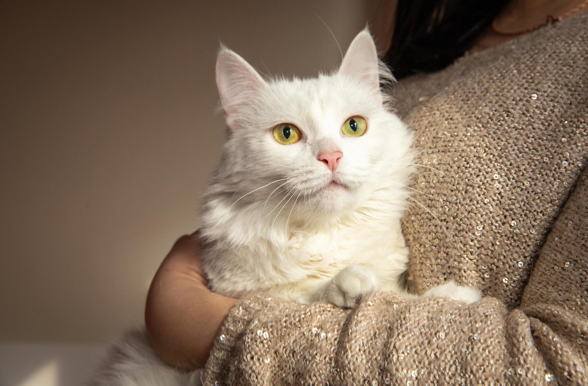 Snow-white cat in good hands - My, cat, In good hands, Moscow, Moscow region, No rating, Longpost