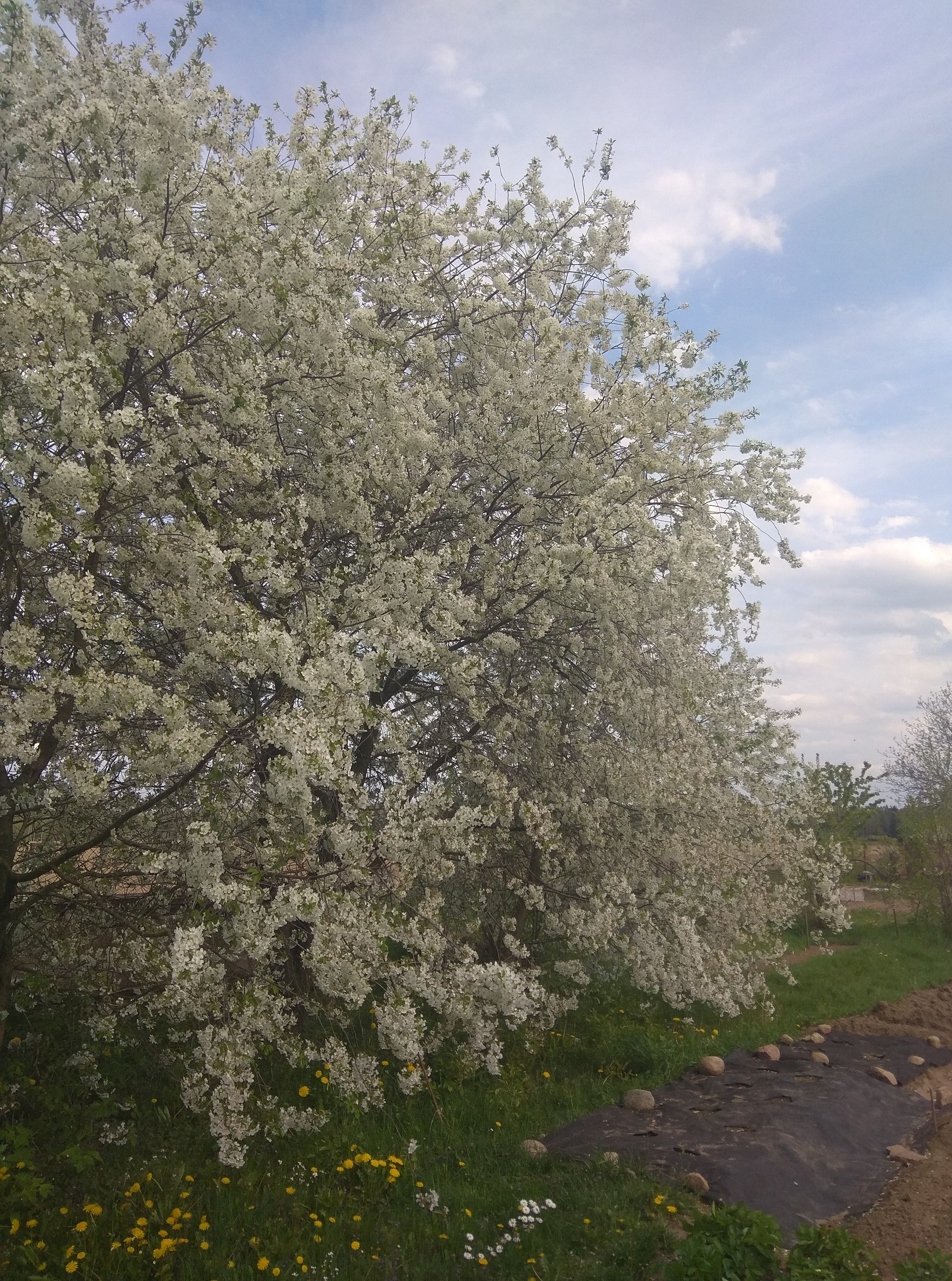 Good in the countryside - My, Spring, Village