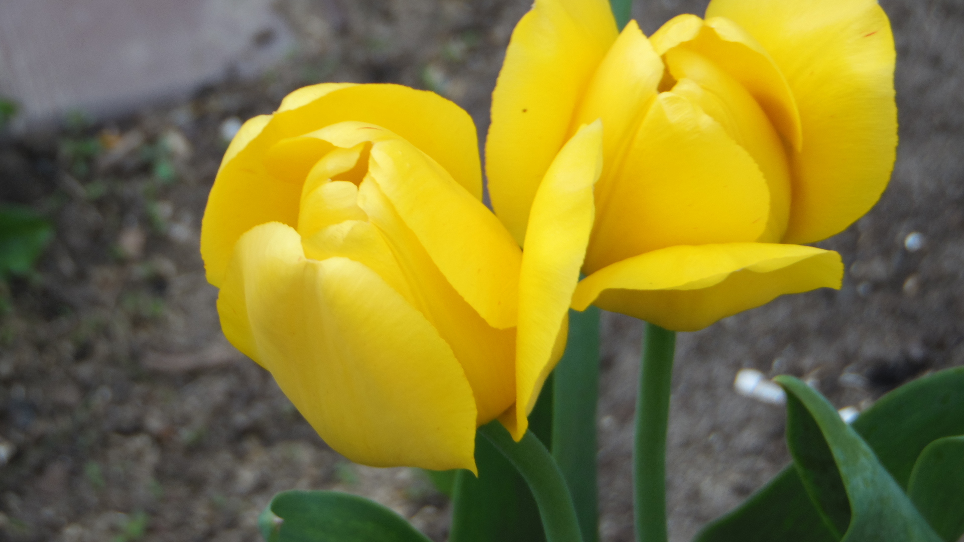 Garden tulips - My, Tulips, Spring, The photo, Beginning photographer, Flowers, Longpost