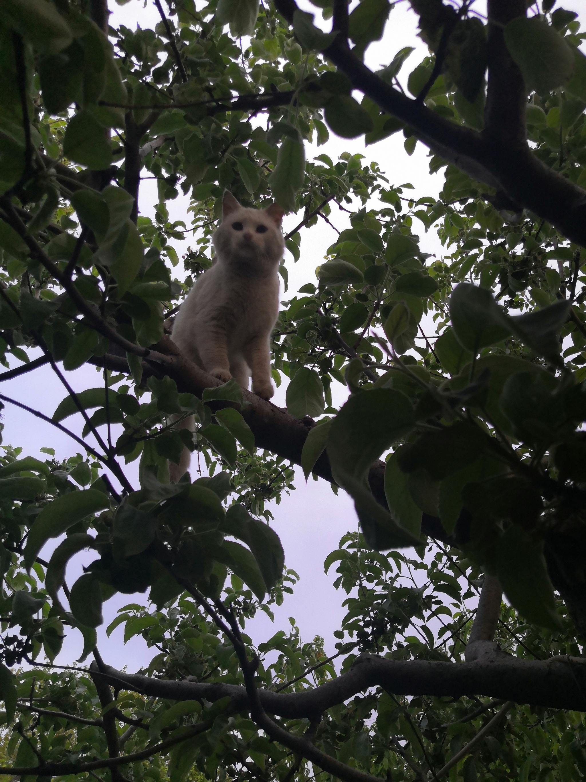 Strange sparrow - My, cat, Milota, Tree, Sparrow