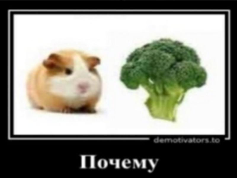 Explain the guinea pig and broccoli meme - Memes, Question, Guinea pig, Broccoli