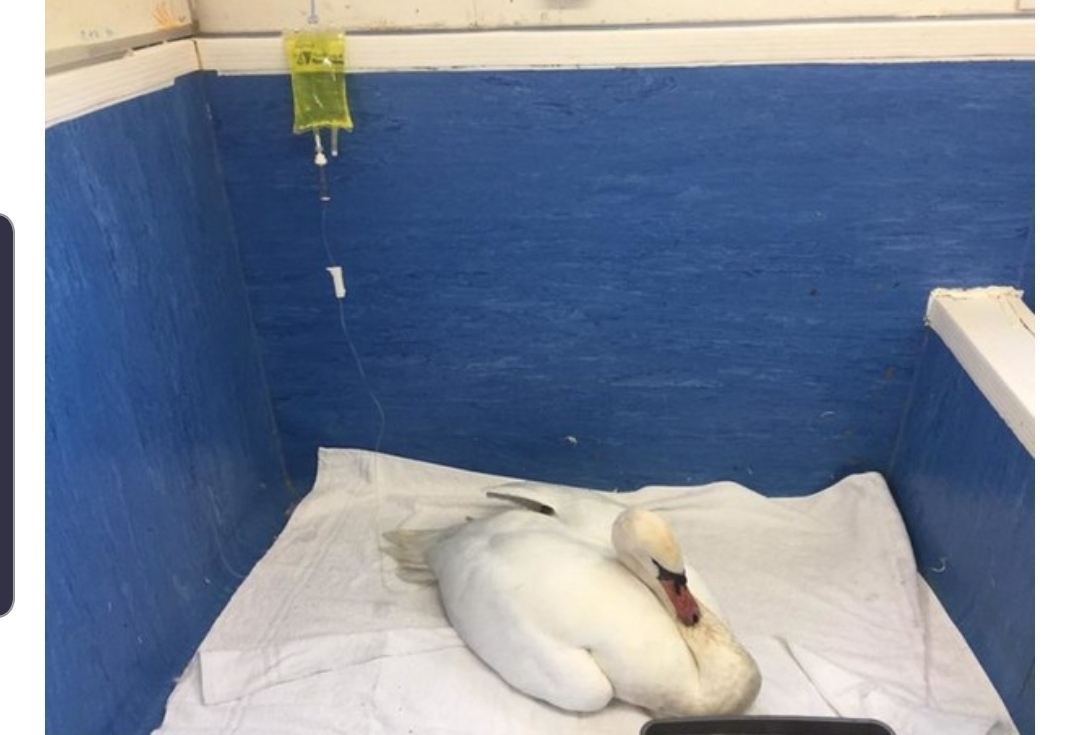 REUNION OF SWANS AFTER SEPARATION - Swans, Be healthy, Together Again, Video, Longpost