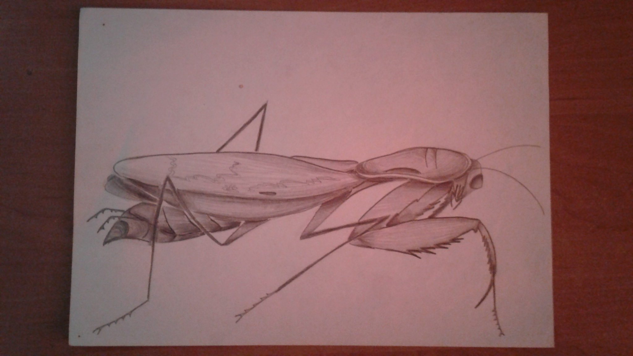 My sitters - My, Drawing, Insects, Longpost