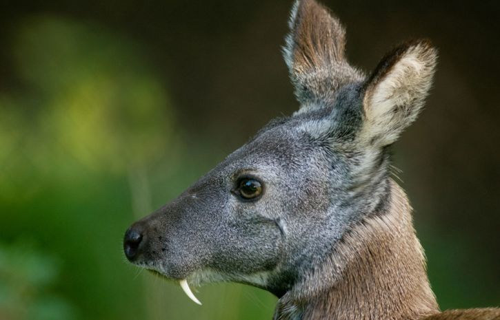 Saber-toothed deer - My, Deer, Musk deer, Animals, Land of the Leopard, Longpost