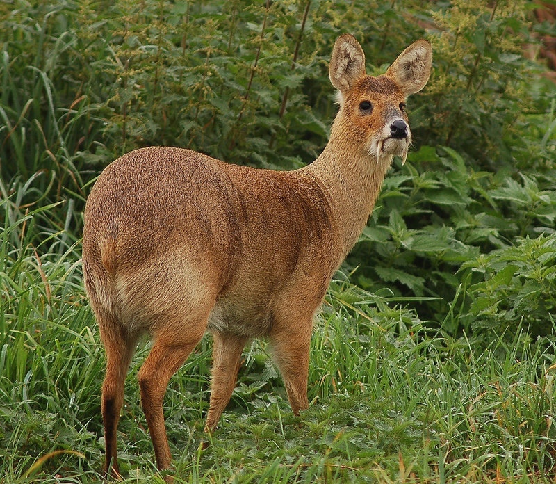 Saber-toothed deer - My, Deer, Musk deer, Animals, Land of the Leopard, Longpost