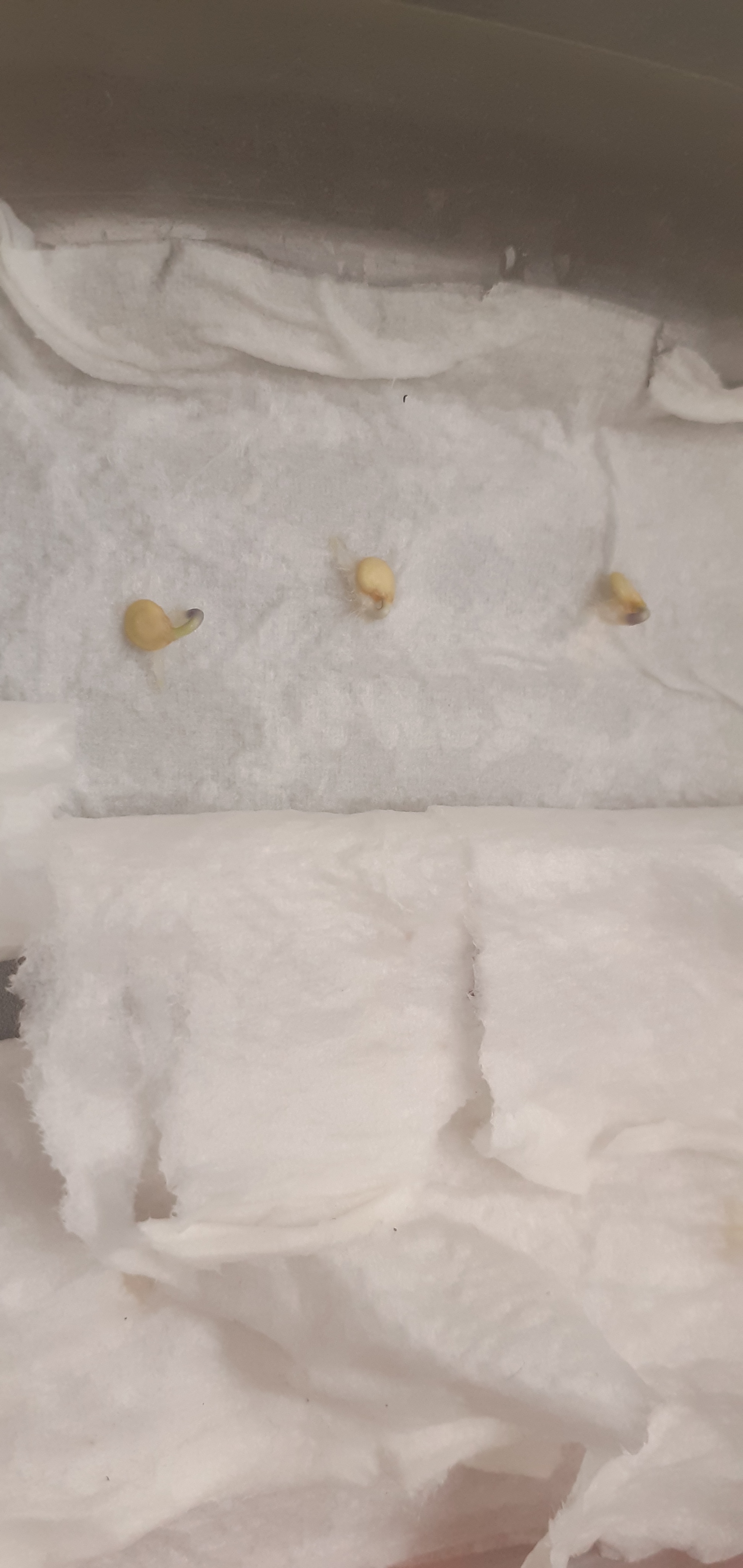 Colleagues, a novice grower needs help - My, Mold, Sprout, Longpost