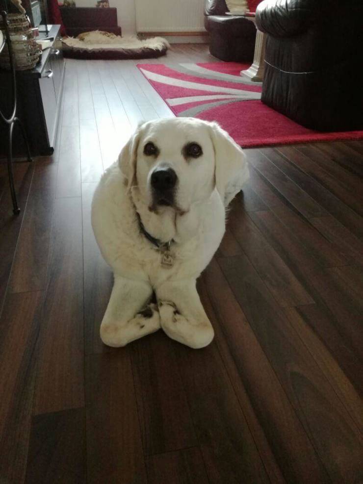 Convenient - Dog, Labrador, Paws, Pose, Milota