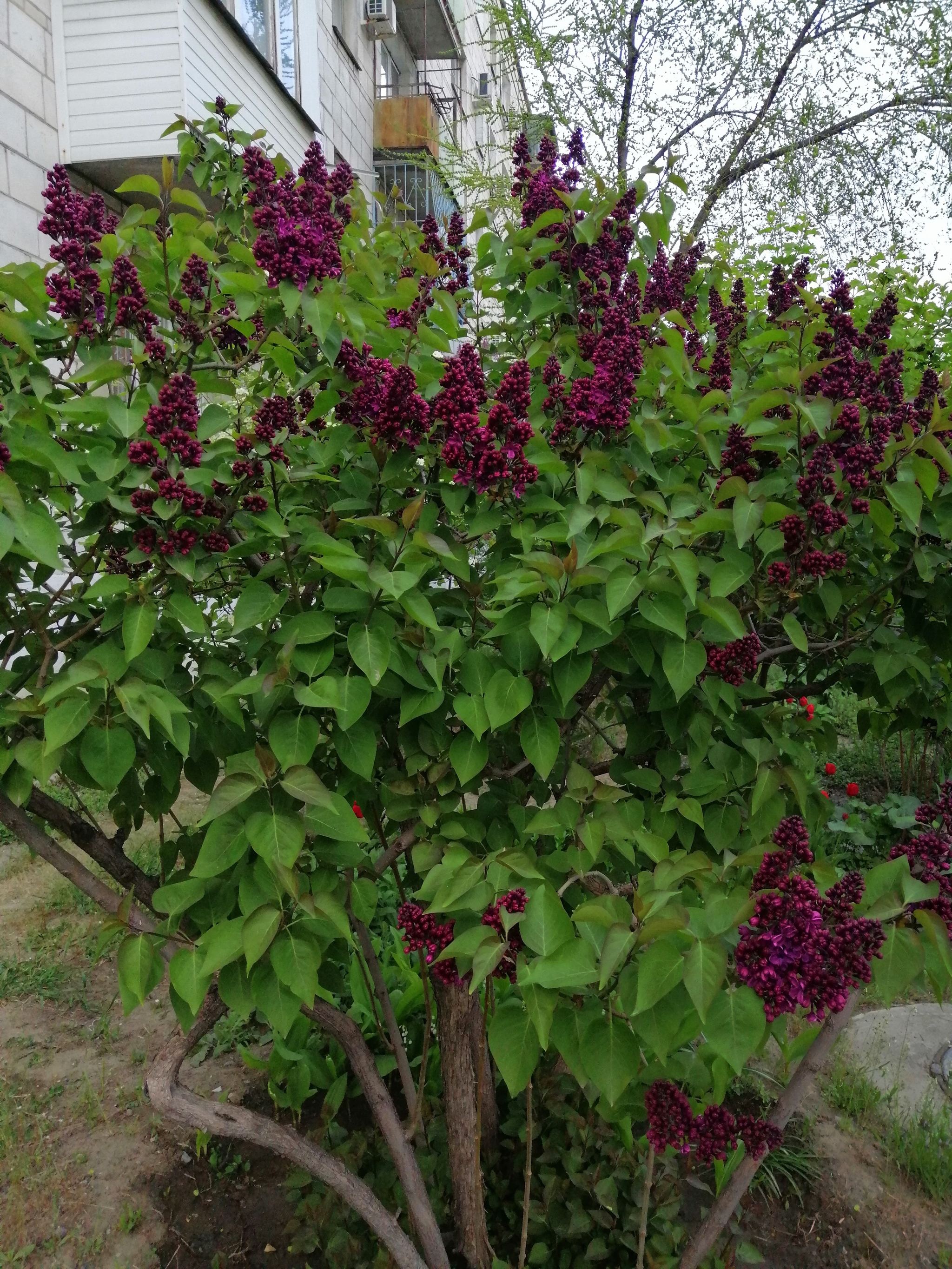 Mmm beauty... - My, Lilac, Bordeaux, Longpost