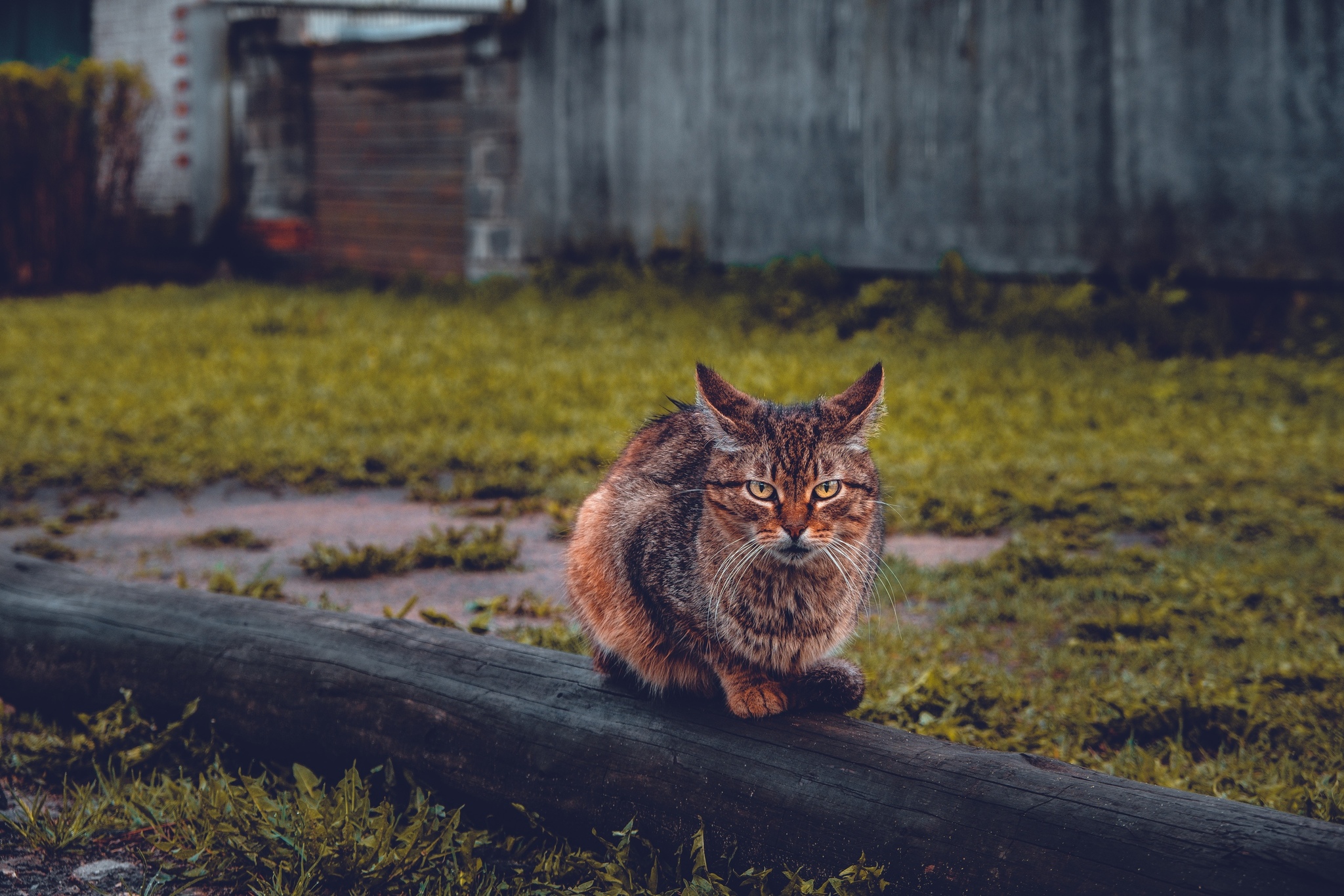 Котейки - Моё, Фотография, Fujifilm, Длиннопост, Кот