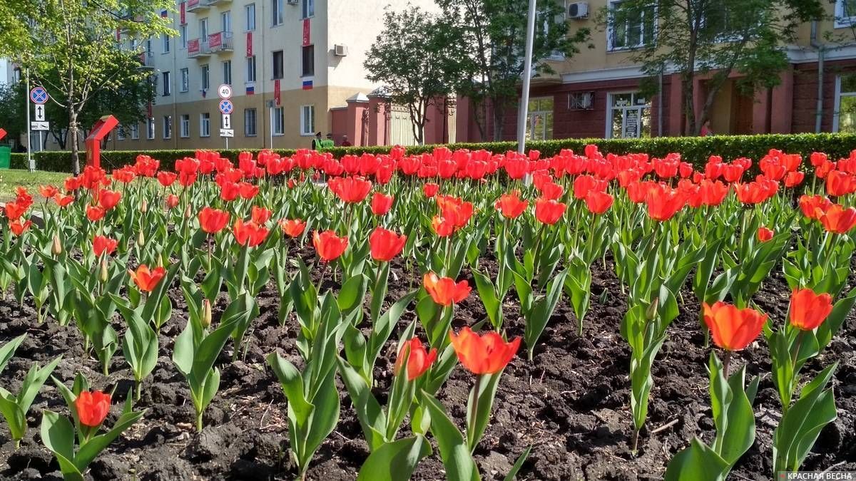 Не до вируса. Как сибиряки провели День Победы — фоторепортаж - Новосибирск, 9 мая - День Победы, Фотография, Длиннопост