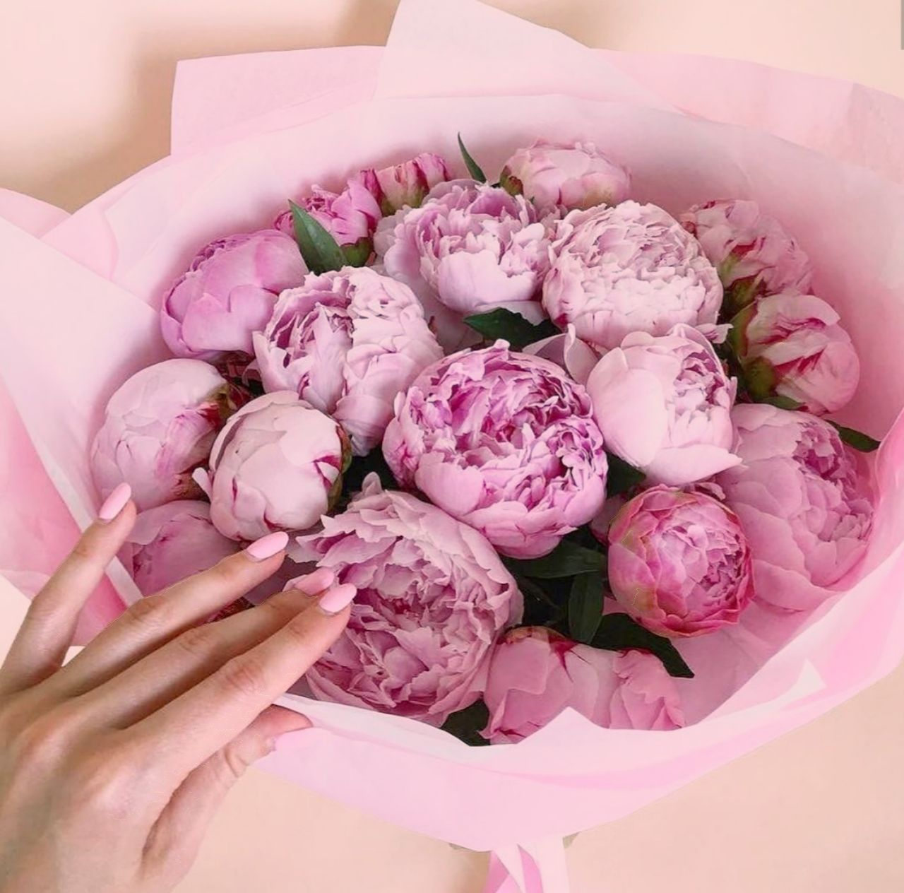 I want peonies! - Peonies, Pink peonies